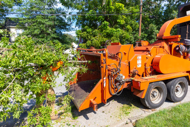 Best Emergency Tree Service  in Lakeway, TX